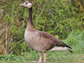 Canada Goose x Greylag Goose hybrid